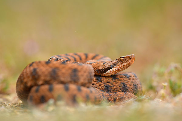 Aspisviper