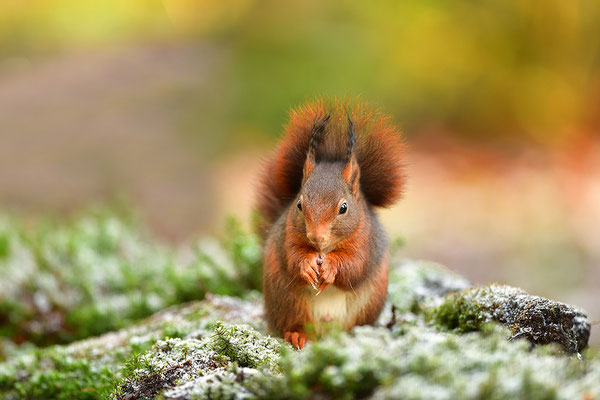 Eichhörnchen