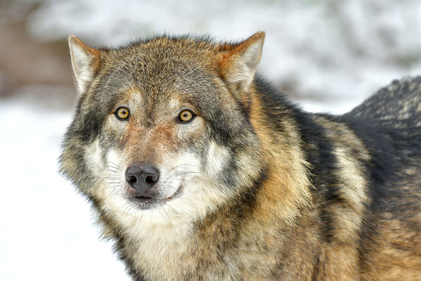 Wolf Portrait