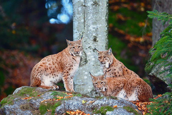 Luchs