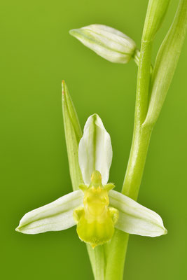Gelbe Bienenragwurz flavescens