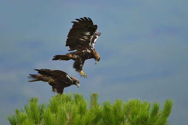 Kaiseradler Paar