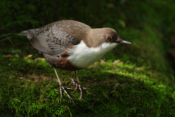 Wasseramsel