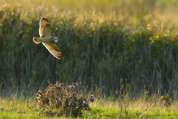 Sumpfohreule im Flug