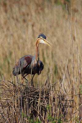 Purpurreiher am Nest