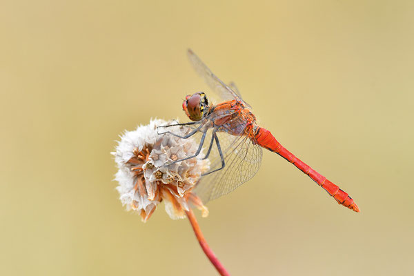 Blutrote Heidelibelle