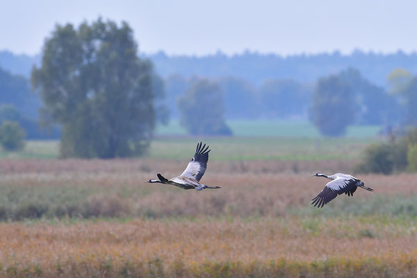 Kraniche im Flug