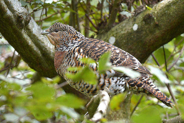Auerhuhn