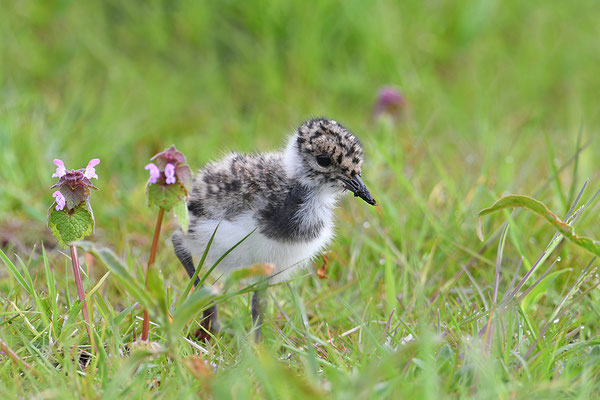 Kiebitz Jungvogel