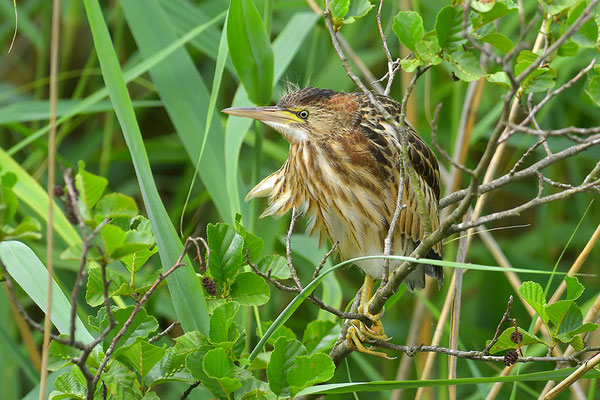 Zwergdommel Jungvogel