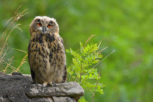 Uhu Jungvogel