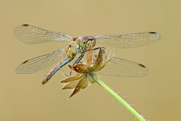 Heidelibelle