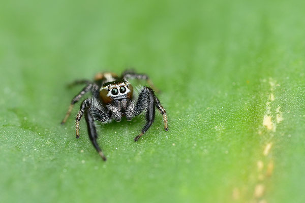 Springspinne