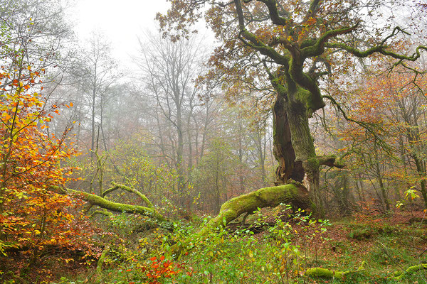 Urwald Sababurg