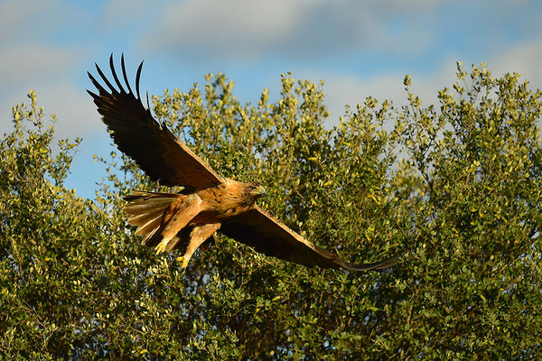 Kaiseradler Jungvogel