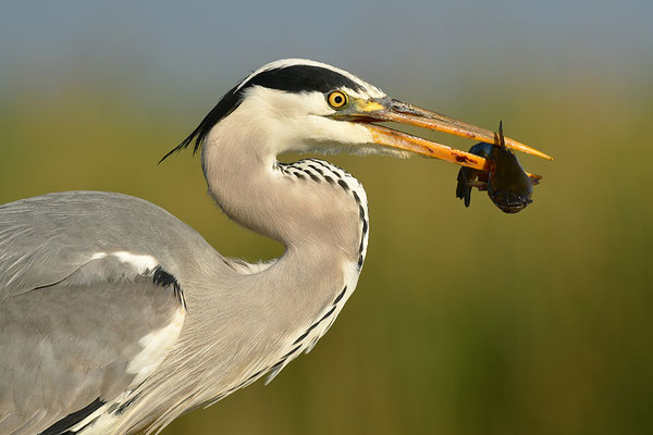 Graureiher mit Fisch