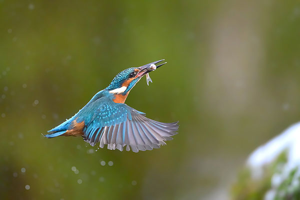 Eisvogel Männchen