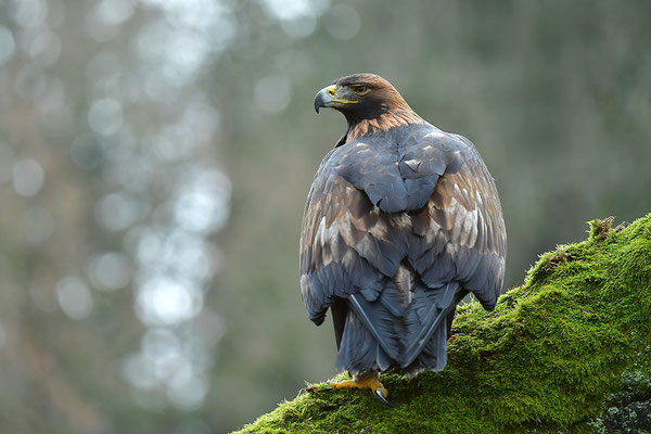 Steinadler