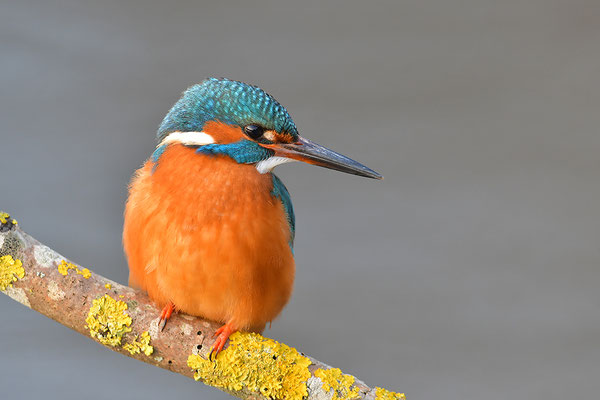 Eisvogel