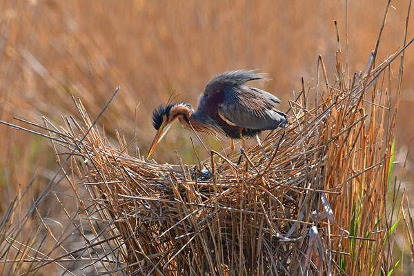 Purpurreiher am Nest