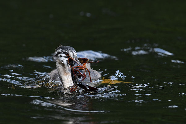 Haubentaucher Jungvogel mit Flusskrebs