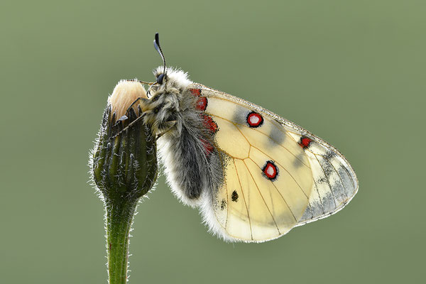 Alpenapollo