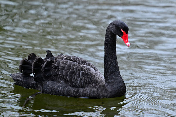 Trauerschwan
