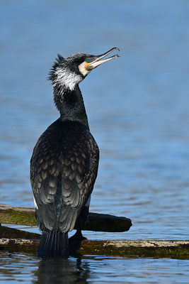 Kormoran