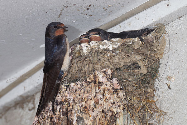 Rauchschwalbe am Nest