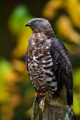 Wespenbussard, Nationalpark Bayrischer Wald Tierfreigelände Neuschönau