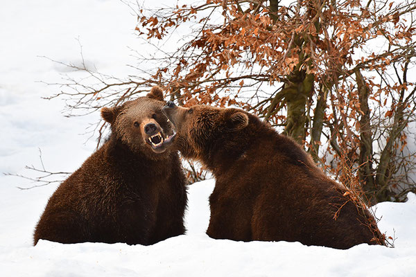 Braunbären kämpfend, Nationalpark Bayrischer Wald Tierfreigelände Neuschönau