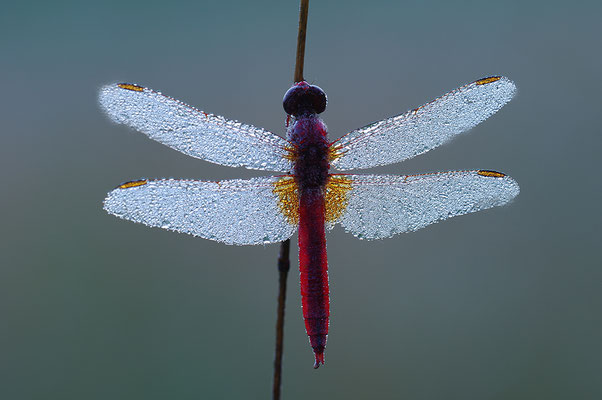 Feuerlibelle Männchen