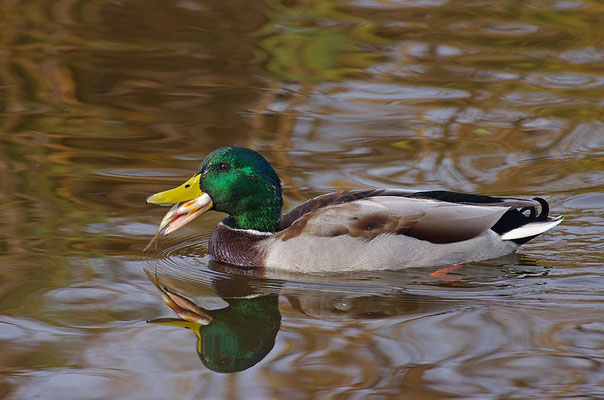 Stockente Männchen frisst Fisch