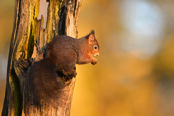 Eichhörnchen