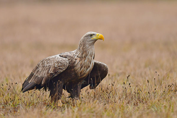 Seeadler