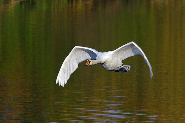 Höckerschwan