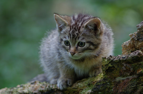 Wildkatze Jungtier