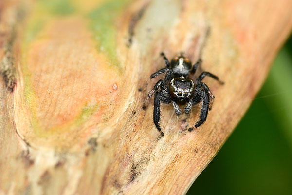 Springspinne