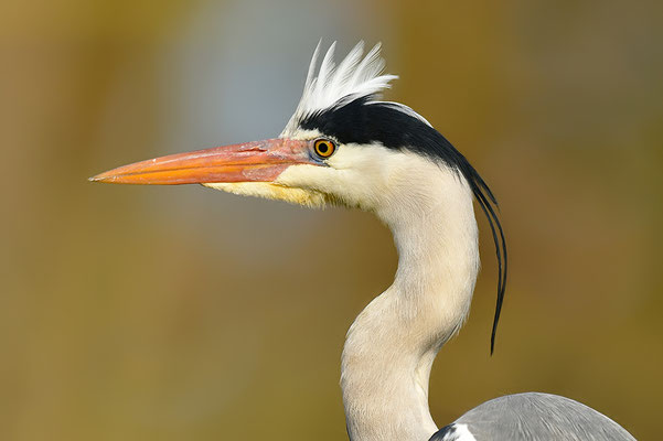 Graureiher Portrait