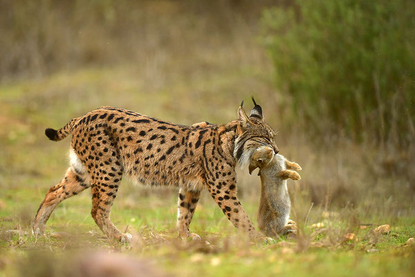 Pardelluchs mit erbeutetem Kaninchen