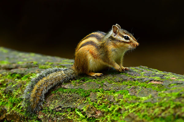 Sibirisches Streifenhörnchen