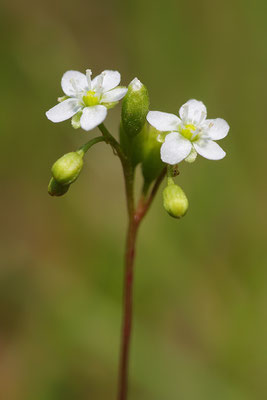 Mittlerer Sonnentau Blüte