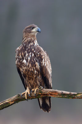 Seeadler