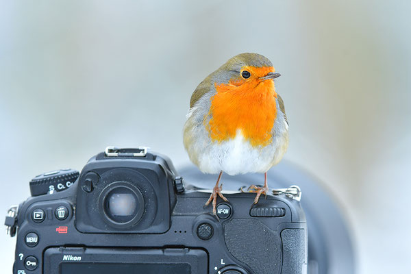 Rotkehlchen mögen Nikon !
