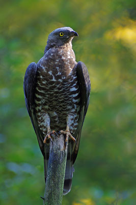 Wespenbussard, Nationalpark Bayrischer Wald Tierfreigelände Neuschönau