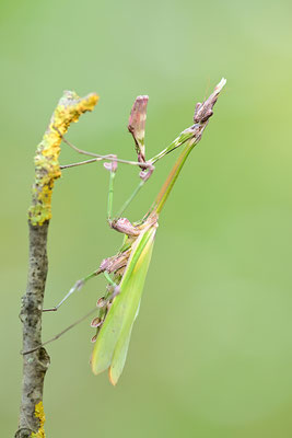 Empuse, Empusa fasciata
