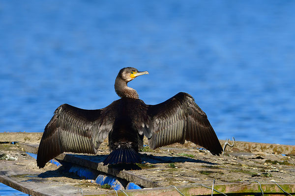 Kormoran