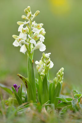 Kleines Knabenkraut