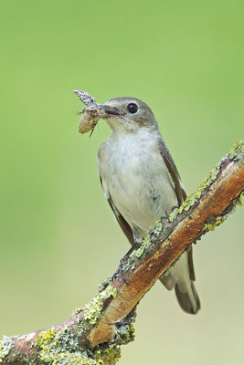 Halsbandschnäpper Weibchen