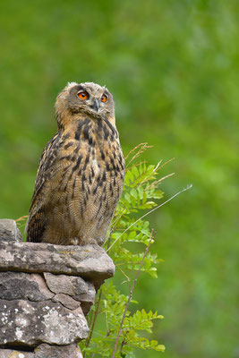 Uhu Jungvogel